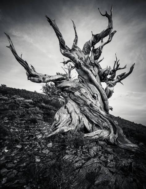 メトセラ - 世界で最古の生活偉大な盆地 bristlecone マツ (pinus longaeva) の木。白い山、東カリフォルニア、米国 bristlecone 松林 - bristlecone pine ストックフォトと画像