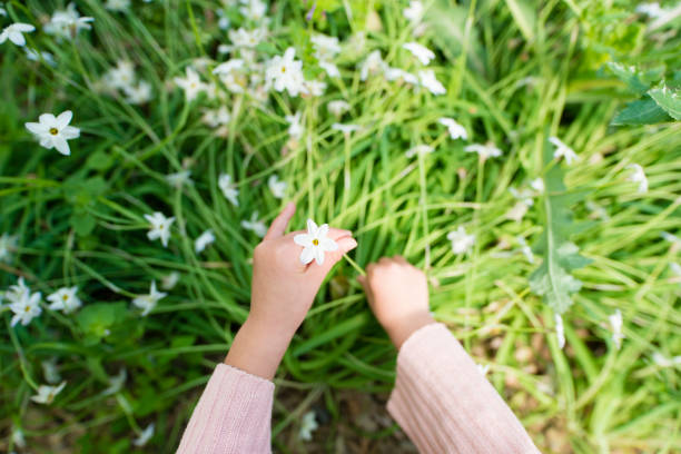 istock Little girl picking white flowers 953703998