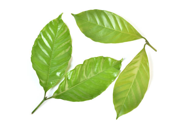 istock Coffee tree leaves isolated on white background 953704060