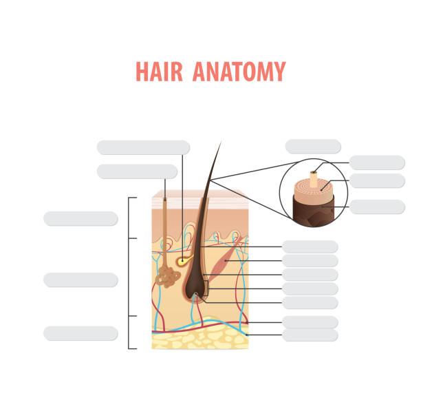 Hair anatomy blank illustration vector on white background. Madical concept. Hair anatomy blank illustration vector on white background. Madical concept. arrector pili stock illustrations