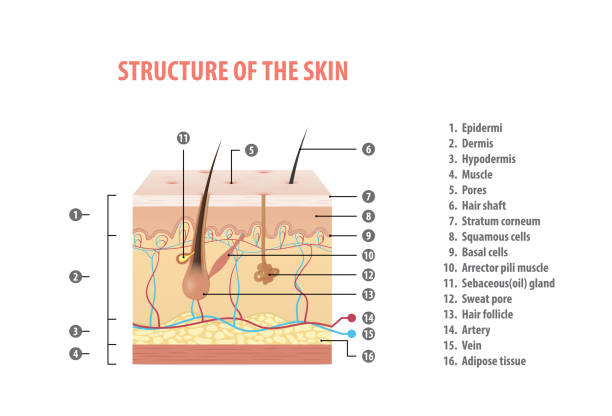 Structure of the skin info with number illustration vector on white background. Medical concept. Structure of the skin info with number illustration vector on white background. Medical concept. arrector pili stock illustrations