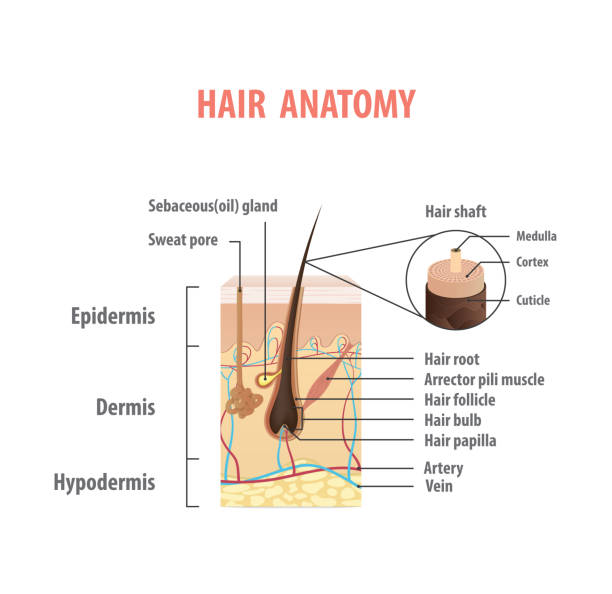 Hair anatomy illustration vector on white background. Madical concept. Hair anatomy illustration vector on white background. Madical concept. arrector pili stock illustrations