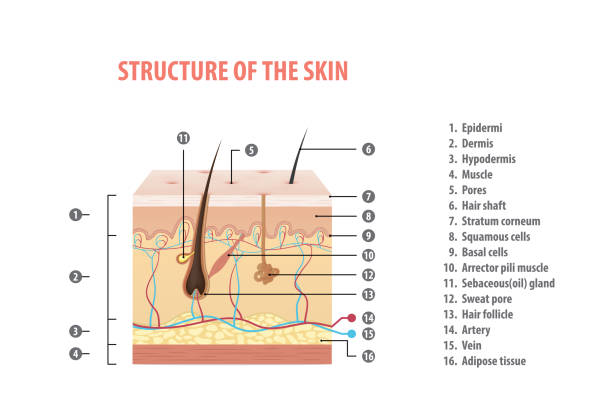 Structure of the skin info with number illustration vector on white background. Medical concept. Structure of the skin info with number illustration vector on white background. Medical concept. arrector pili stock illustrations
