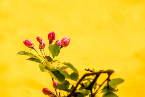cherry blossom, branch with flowers