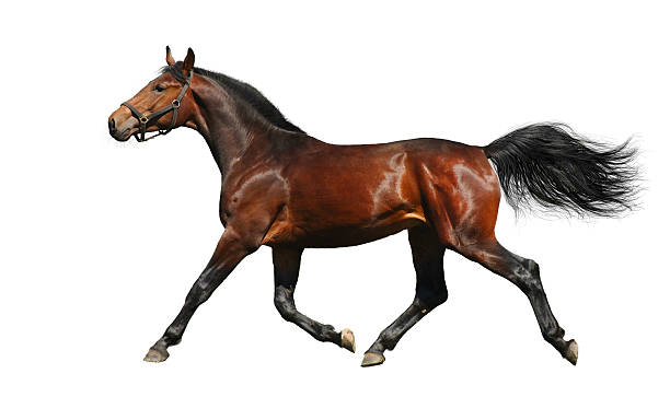 zatoka konia - trakehner horse zdjęcia i obrazy z banku zdjęć