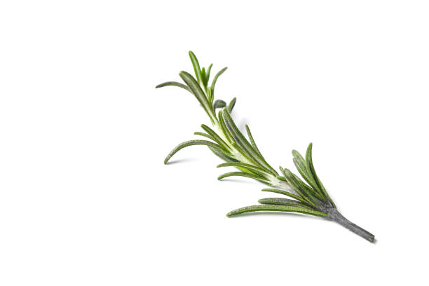 istock rosemary herb closeup isolated on white background 953708916