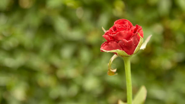 istock Red roses decorated in the back garden 953709076