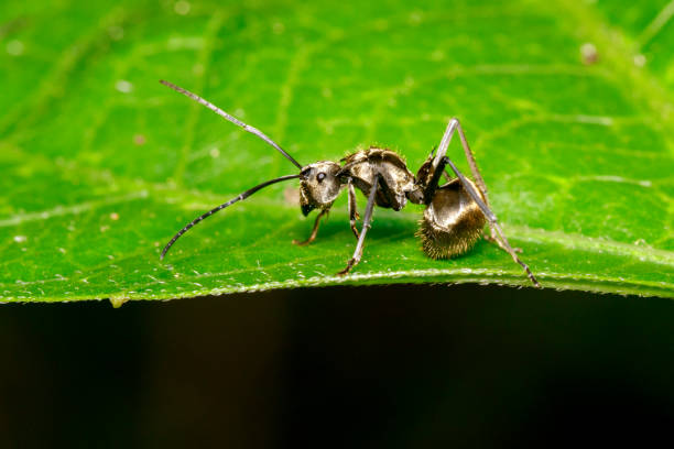 istock Image of an ant (Polyrhachis dives) on green leaf. Insect. Animal. 953709424