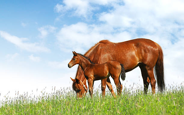 Mare beside goal in a field grazing horses in a field - realistic photomontage  mare stock pictures, royalty-free photos & images