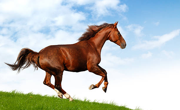 istock horse gallops in a field 95371080