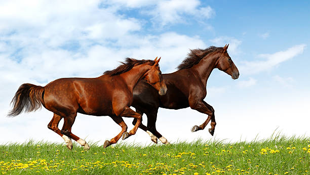 лошадей-галоп в поле - livestock horse bay animal стоковые фото и изображения