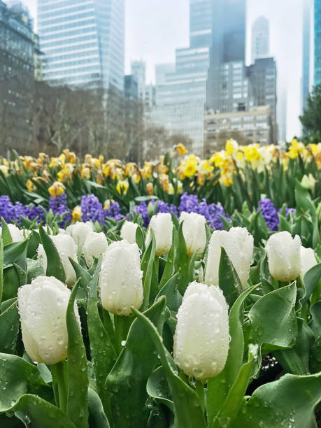 istock Beautiful tulip in a park 953712200