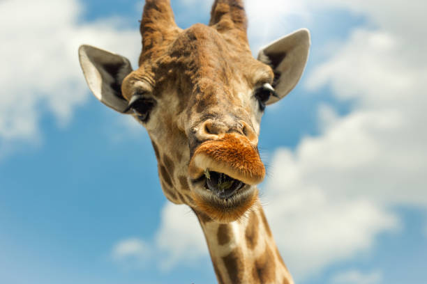 istock Funny portrait giraffe against blue sky with clouds 953712888