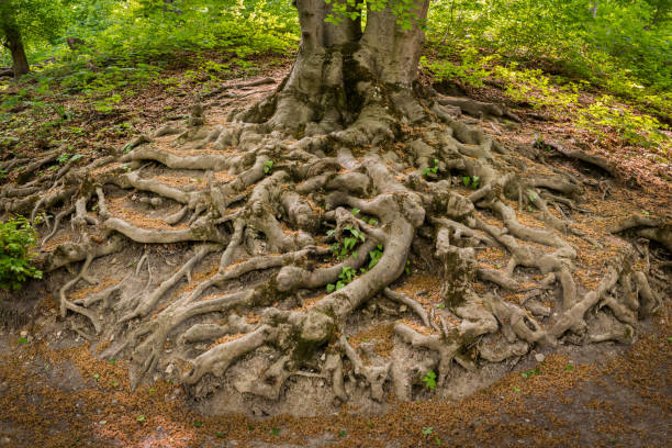 istock Roots of a very old European beech 953714458