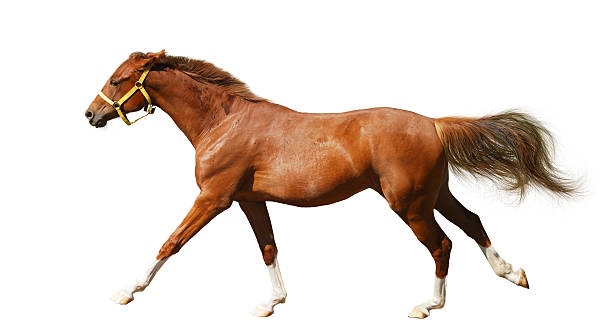istock Horse foal gallops during race 95371575