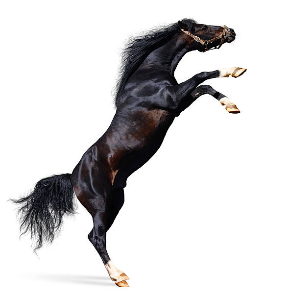 arabian horse rears