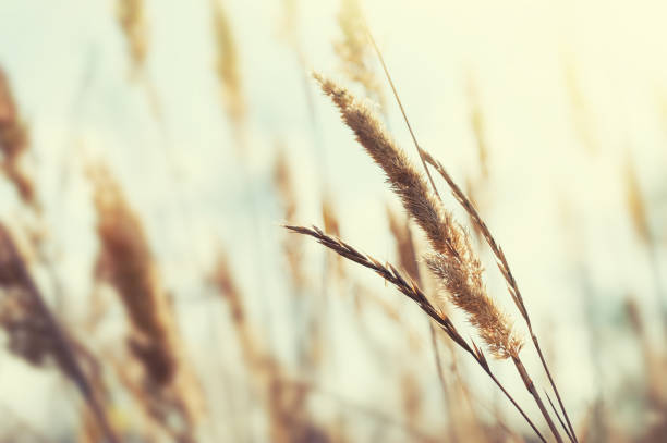 istock Wild grasses in a field at sunset. 953719306