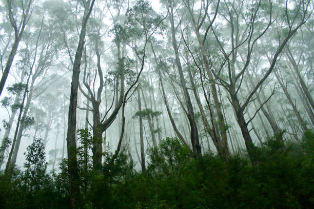 istock Forest and Trees on Misty Mount Oberon, Wilsons Promontory VIC Australia 953722952