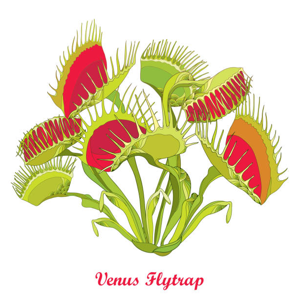 Venus Flytrap Illustrations, Royalty-Free Vector Graphics & Clip Art -  iStock