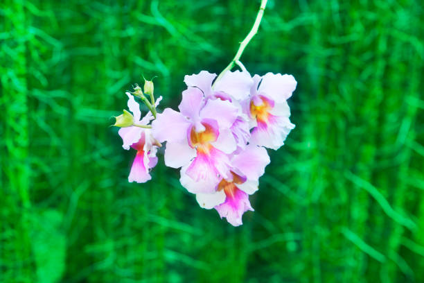 It also known as Singapore's National Flower.
