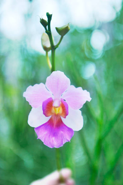 istock Orchid Vanda 'Miss Joaquim' series - 953723146