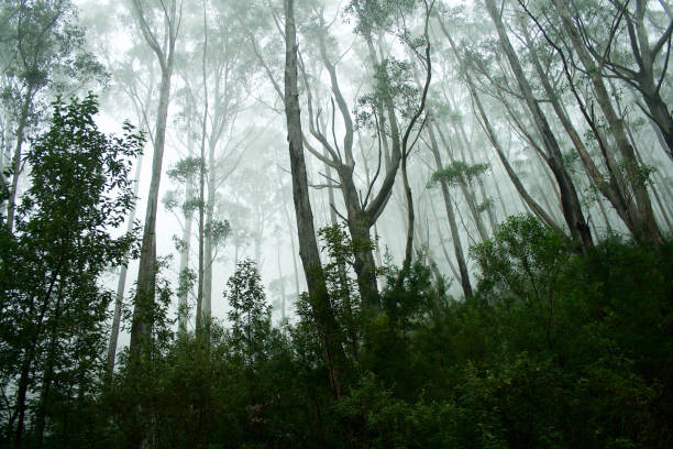 istock Forest and Trees on Misty Mount Oberon, Wilsons Promontory VIC Australia 953723622