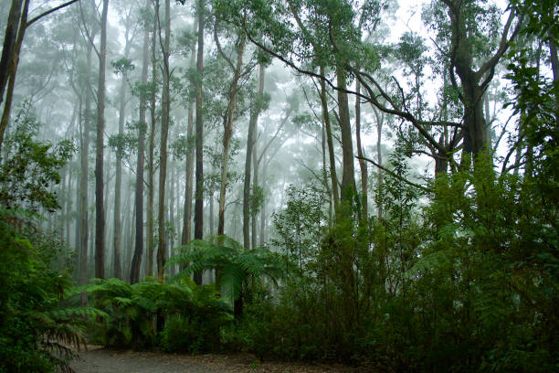 Misty mountain forest with living and decaying trees in natural untouched ecosphere