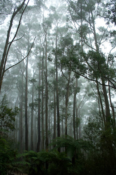 istock Forest and Trees on Misty Mount Oberon, Wilsons Promontory VIC Australia 953724598