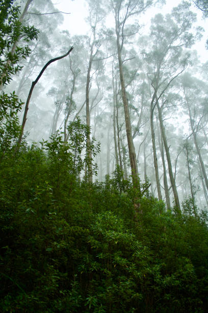 istock Forest and Trees on Misty Mount Oberon, Wilsons Promontory VIC Australia 953727402