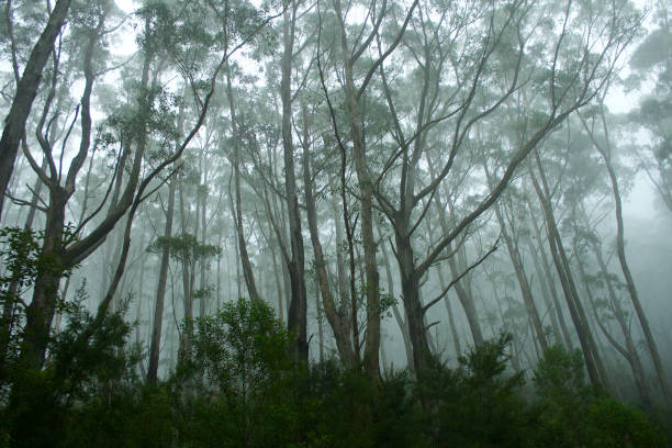 istock Forest and Trees on Misty Mount Oberon, Wilsons Promontory VIC Australia 953727758