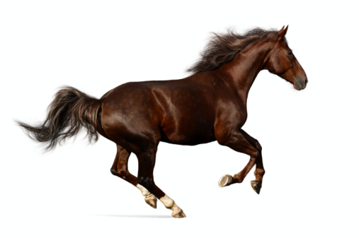 Caballo budenny gallops photo