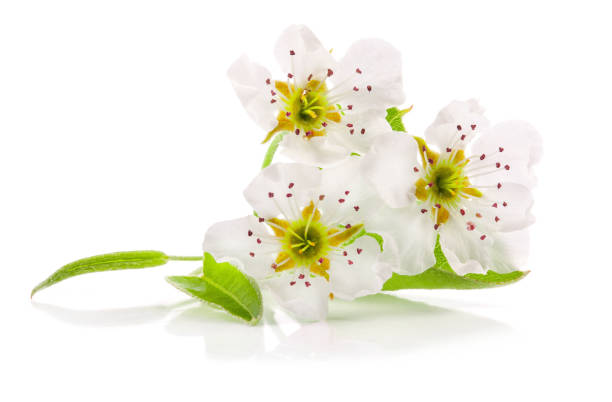 Spring flowers of pear isolated on white background clipping path