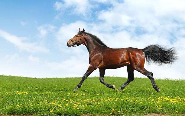 istock hanoverian horse trots 95372887