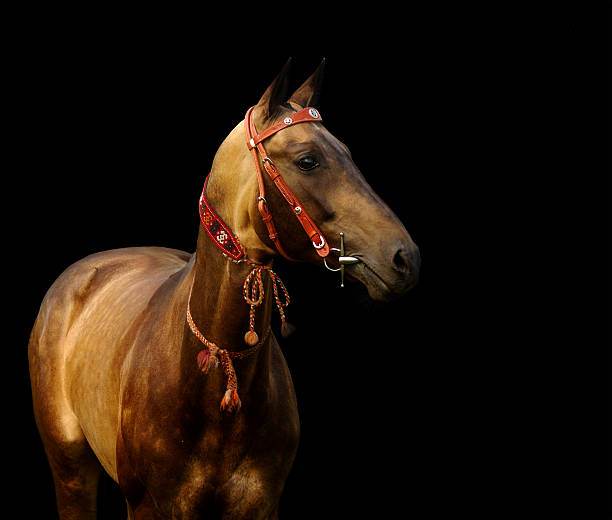 istock golden akhal-teke stallion 95373093