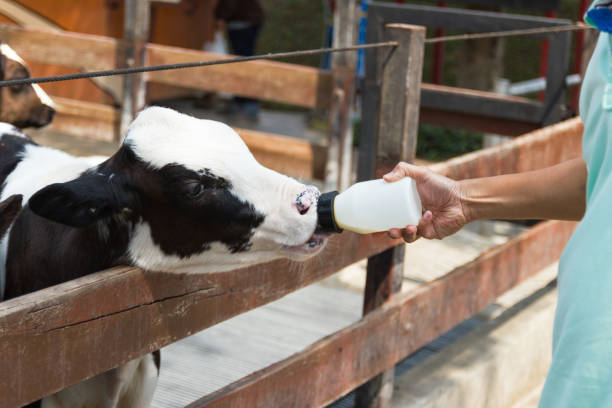istock Baby cow feeding on milk bottle by hand men 953733680