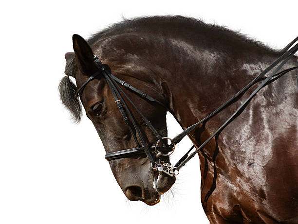 istock dressage, black horse 95373481