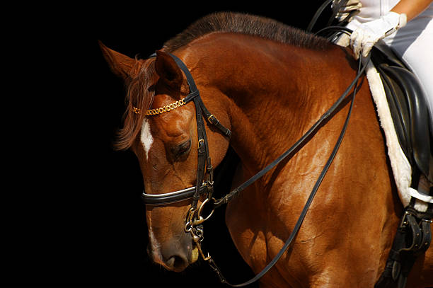 dressage, sorrel horse - isolated on black