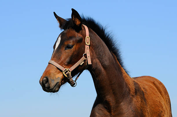 子馬 - trakehner horse ストックフォトと画像