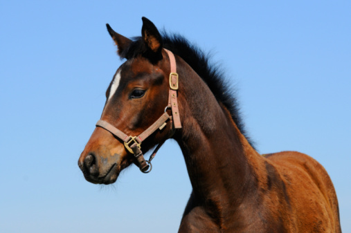 portrait of brown foal