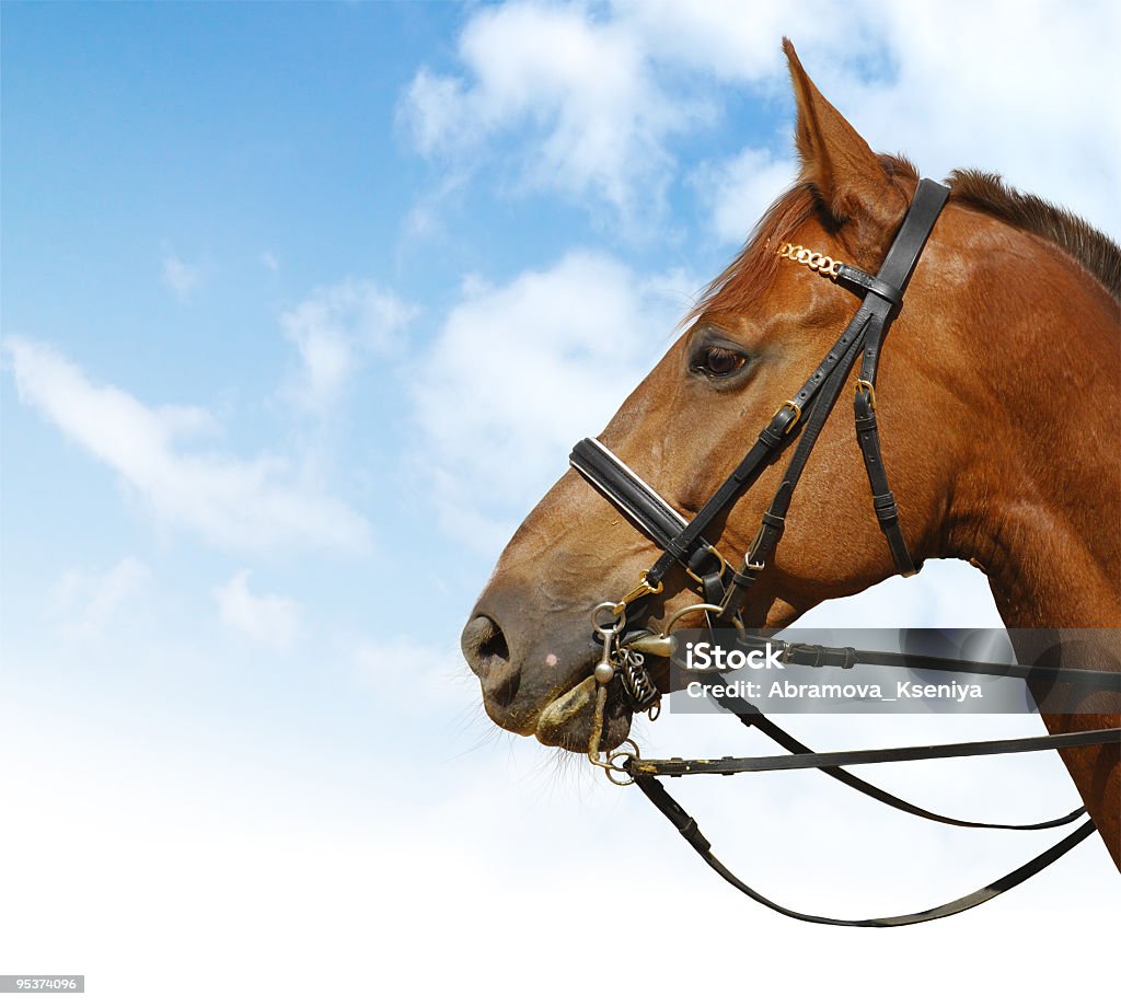 dressage - Royalty-free Animal Foto de stock