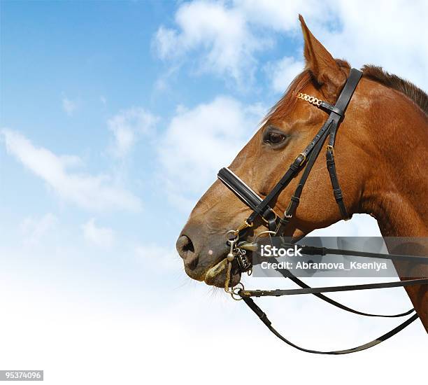 Dressage - Fotografias de stock e mais imagens de Animal - Animal, Arreio, Azeda