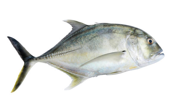 Giant kingfish or  Giant trevally. Giant kingfish or  Giant trevally, Lowly trevally on whitebackground. caranx stock pictures, royalty-free photos & images