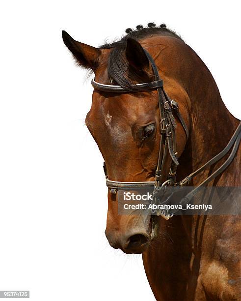 Cavallo Baia - Fotografie stock e altre immagini di Animale - Animale, Animale femmina, Attrezzatura