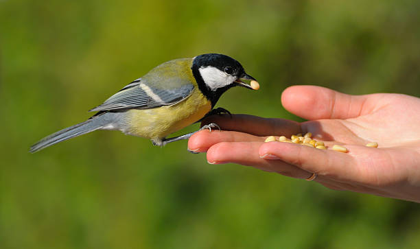 istock real bird in the hand 95374138