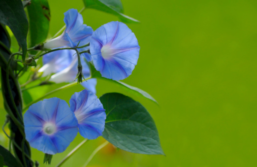 Close up Blue Flower of Morning Glory