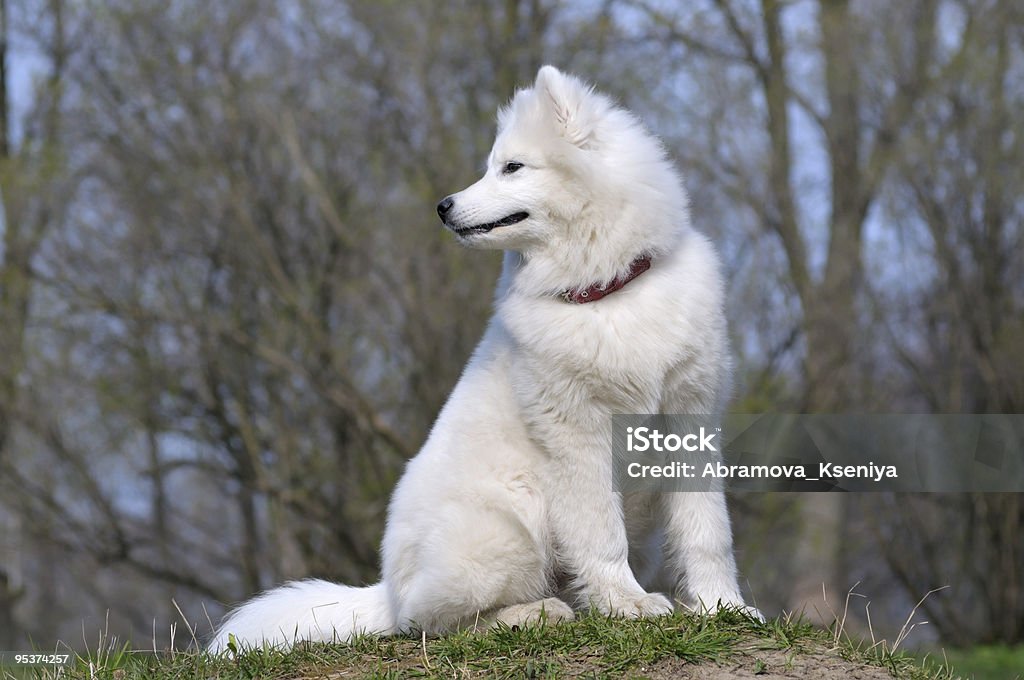 Samoiedo cane - Foto stock royalty-free di Ambientazione esterna