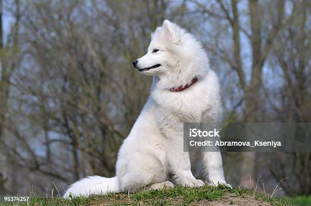 Samoiedo Cane - Fotografie stock e altre immagini di Ambientazione esterna - Ambientazione esterna, Animale, Animale da compagnia