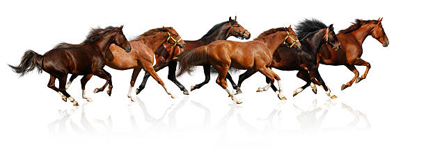 istock Herd of horses galloping on a white background 95374272