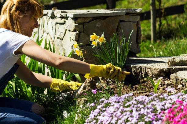 istock Young woman gardening 953742778