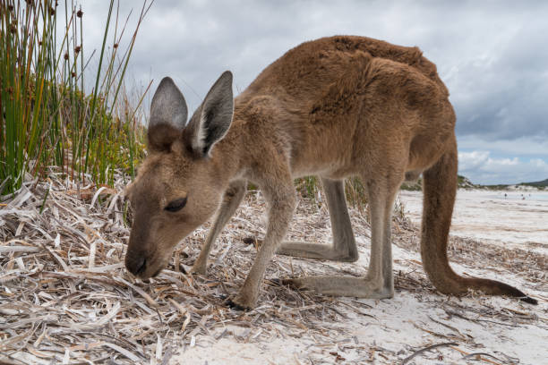istock Cape Le Grand National Park, Western Australia 953742862